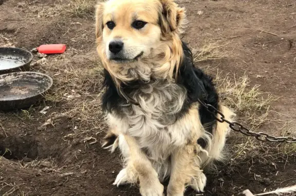 Пропала собака Бублик на Советской улице