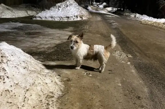 Найдена потеряшка собака в Софрино, на ул. 2