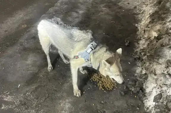 Собака Поместь хаски найдена на улице в Троицке