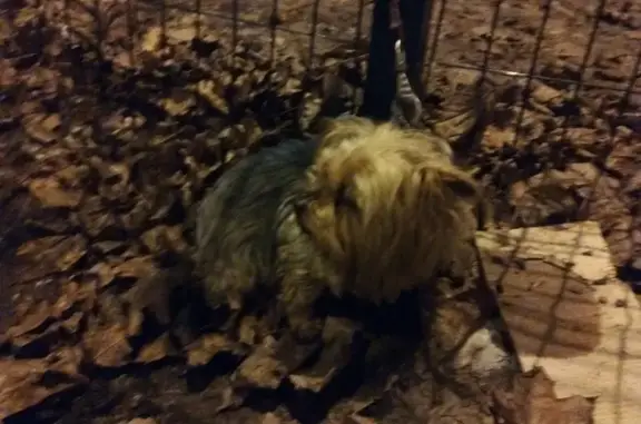 Пропала собака возле метро Щёлковская, хвостик обрублен.