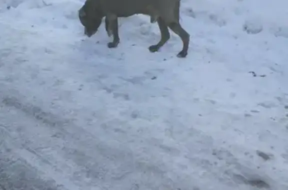 Собака ищет хозяина на ул. Расковой, 78Б (Новосибирск)