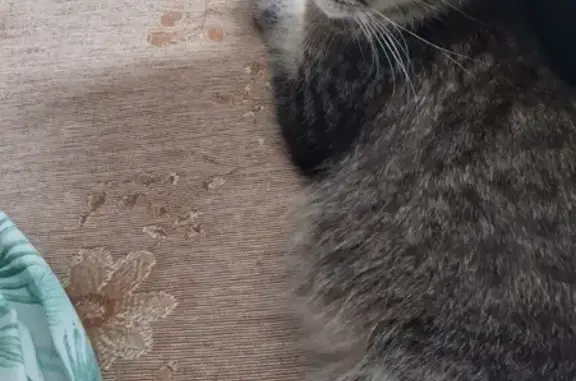 Пропала кошка в Щербинке на Водопроводной