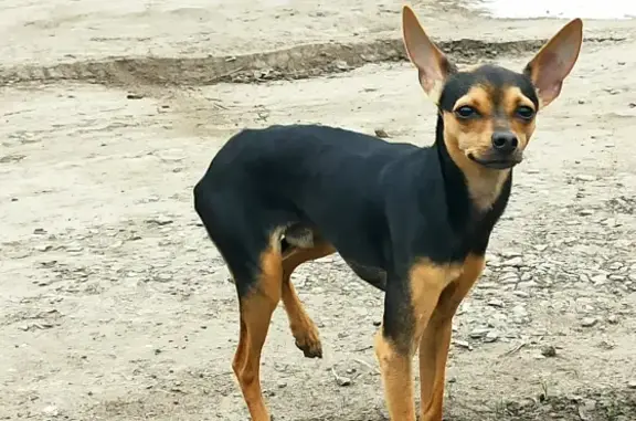 Собака найдена на ул. Серова, 77 в Батайске