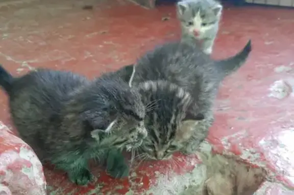 Найдена кошка-мать с котятами в Астраханской области - нужна помощь!