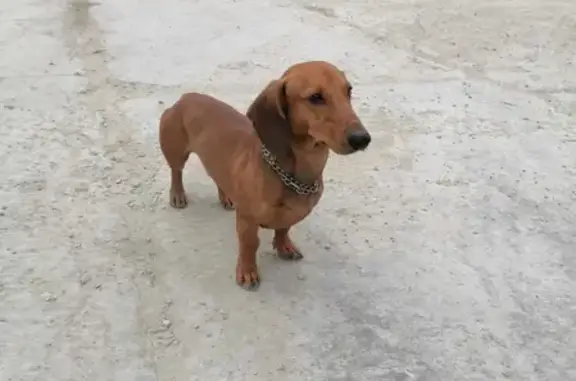 Собака Такса найдена на Рождественской, 43, Анапа