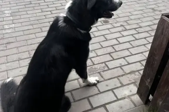 Собака найдена на Береговой, 4 в Ростове.