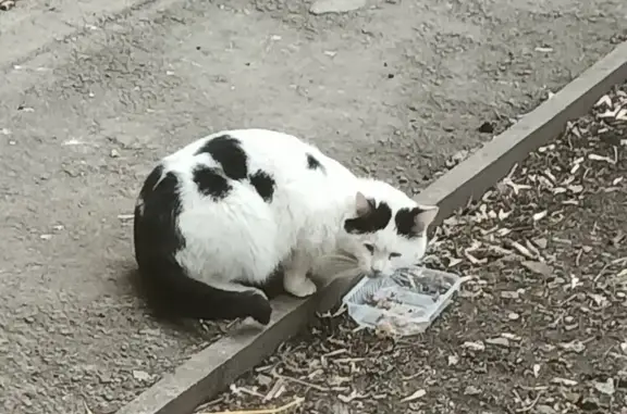 Найдена кошка на ул. Индустрии, 62 в Екатеринбурге