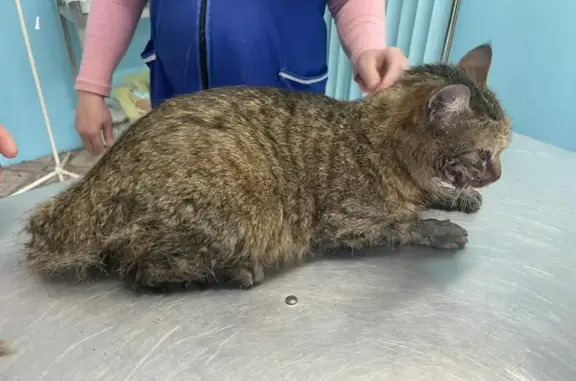 Найден крупный кот с травмой в Волхове, А-114, Иссадское сельское поселение