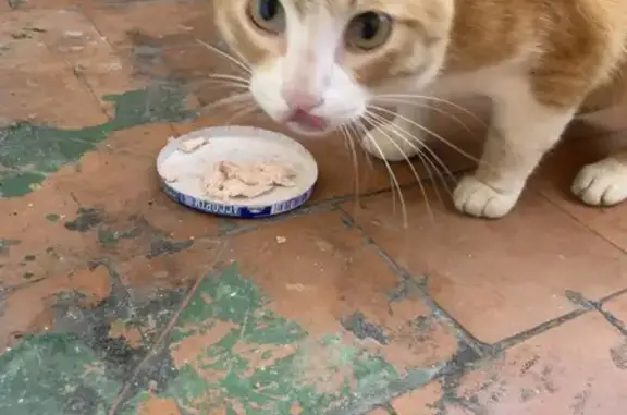 Найден домашний кот на ул. Рахманинова, 34 в Пензе