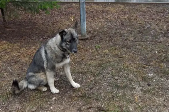 Найден серый пес без адресника на улице Крылатские Холмы, Москва