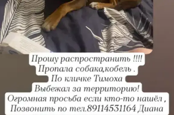 Пропала собака Тимоха в Дворках, Воробьёво