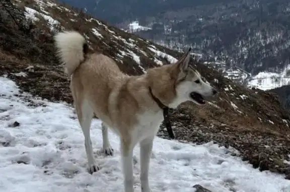 Пропала рыжая лайка на улице Полдень, Красноярск.