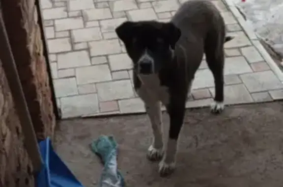 Найдена черно-белая собака на ул. Пожарского, Белебей