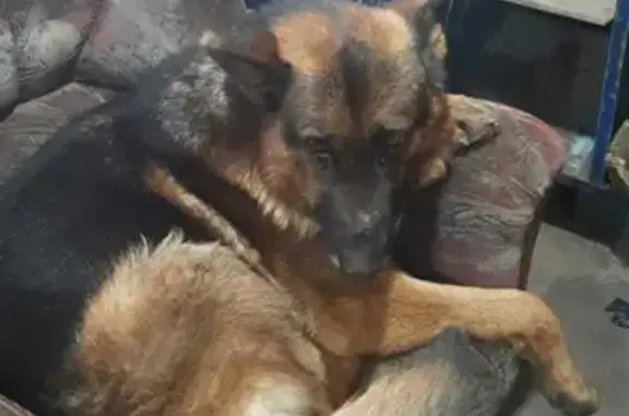 Найдена собака Овчар в Каширском районе, ищем хозяина.
