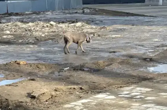 Потерянная породистая собака на Красноармейской, 133 в Самаре.