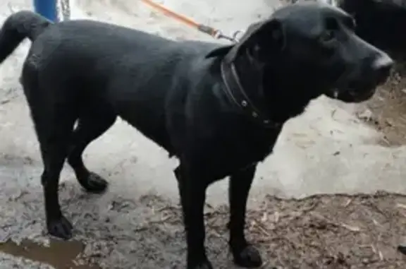 Собака Лабрадор найдена на Нуриманова, 14, Уфа.