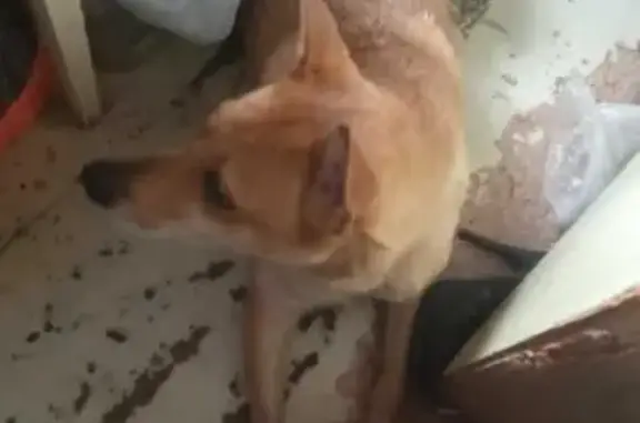 Найденные животные Санкт-Петербург, фото: Собака найдена на аллее Раевского в Санкт-Петербурге