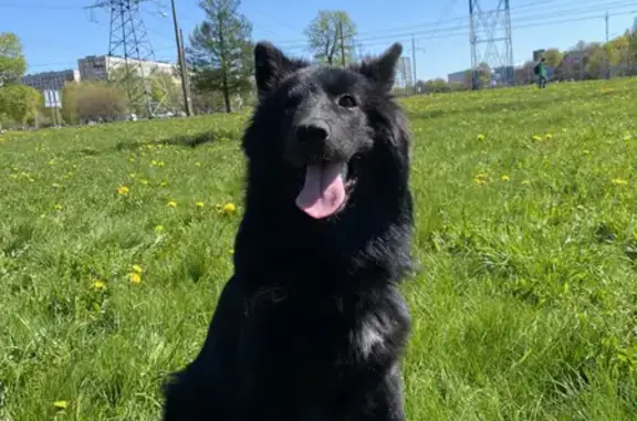 Собаки потеряшки, Санкт-Петербург, фото: Потеряшка собака Неля на пр. Металлистов, СПб