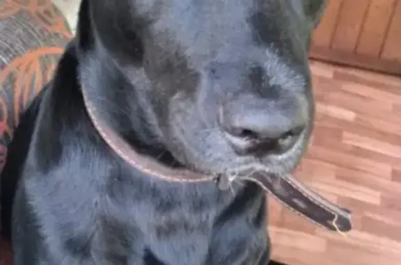 Пропала собака Лола в Туймазах, 110-й квартал