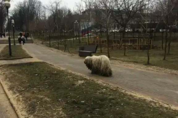 Найдена собака на Волоколамском шоссе, Красногорск