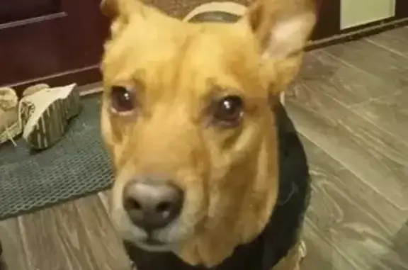 Найдена собака на Тевосяна 9 в Магнитогорске