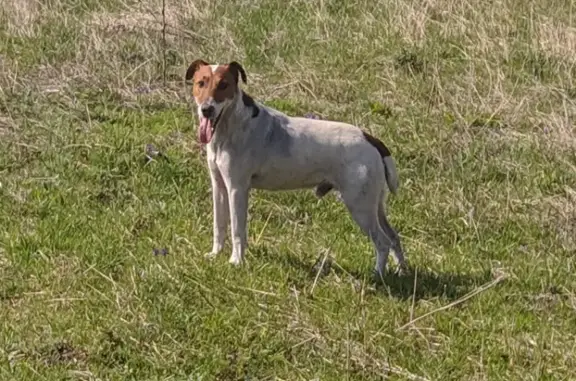 Собака найдена в Ставропольском крае