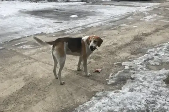 Собака найдена на Белорусской улице в Железногорске