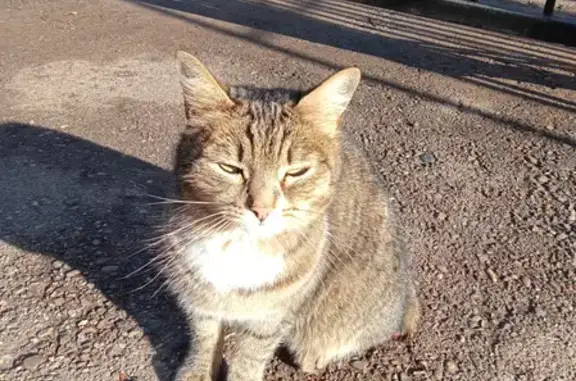 Найдена кошка с ранкой в Набережных Челнах