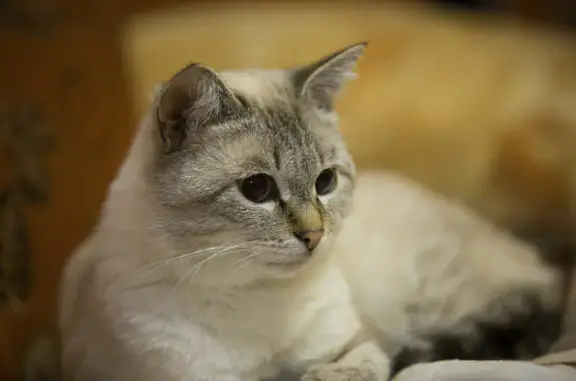 Кошка пропала на Советской, 83 в Ноябрьске