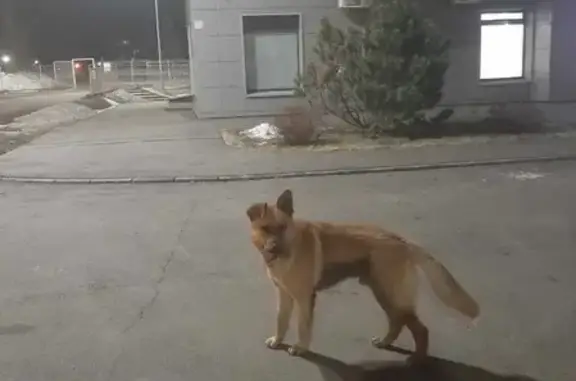 Найден контактный рыжий пес возле дома на ул. Братьев Батталовых, 20 к2, Казань