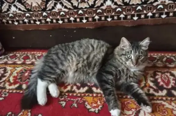 Пропала кошка Барсик на улице Гагарина