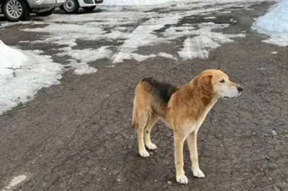 Собака «Крым» найдена в Тульской области.