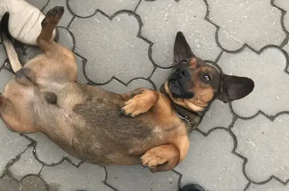 Найдена собака с ошейником на Проспекте Победы