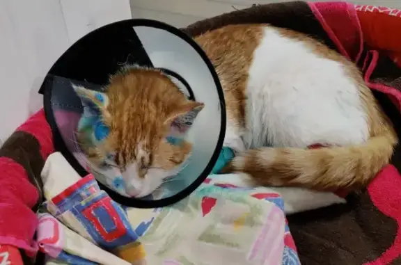 Рыжий кот найден в Репино Парк, нуждается в помощи ветеринара