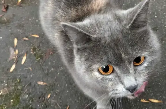 Найдена кошка на улице Героев Панфиловцев, 28, Москва