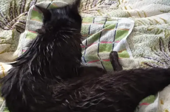 Кошки потеряшки, Киров, фото: Потеряшка кошка на ул. Ленина, 8 в Кирове.