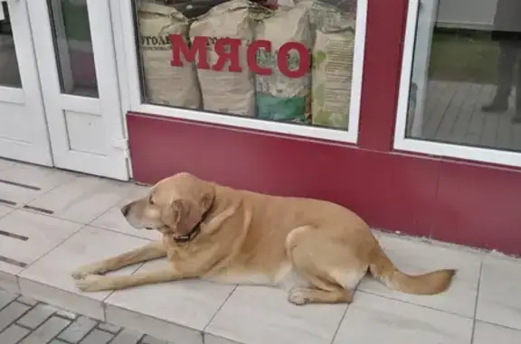 Найден крупный пёс с ошейником на Краснодарской, 99