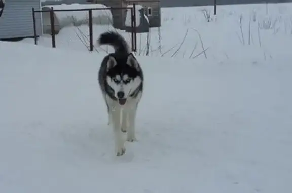 Пропала собака Хаски в Новгородской области