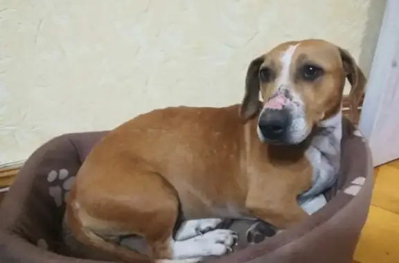 Найдена потерявшаяся собака на улице Туполева, Ростов-на-Дону