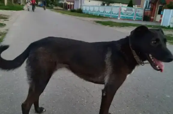 Пропала собака Роя на улице Коммуна, 4, Починки