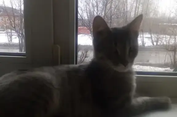 Потерянный домашний кот Мяукал найден на улице Невского, 4