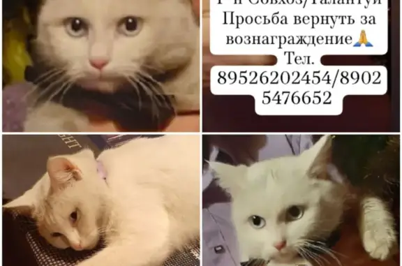 Пропала кошка на улице Гоголя, 7 в зимнее время