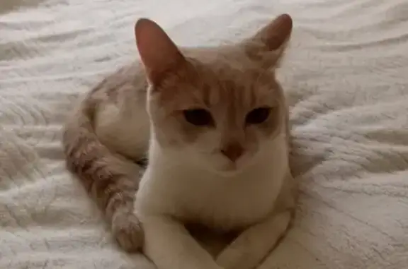 Найдена кошка на ул. Ворошилова, 31 в Воронеже