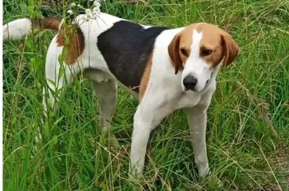 Собака найдена на заправке Лукойл в Ивановском, Саратовская область (Порода - охотничья)