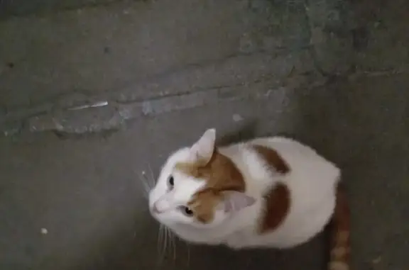 Найдена кошка на Летчика Пилютова 36, СПб.