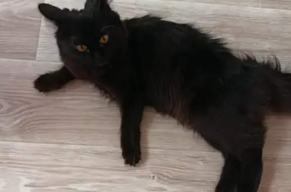 Найдена кошка на Павла Баянова, 1