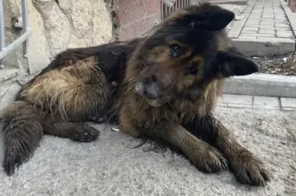 Собака найдена возле магазина SMOKY MARKET, Уфа.