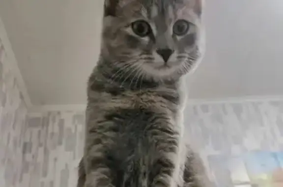 Кошки потеряшки, Тольятти, фото: Потеряшка кошка на бульваре 50 лет Октября, 8