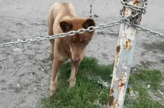 Собака на ул. Иноземцева, 55 в Батайске.