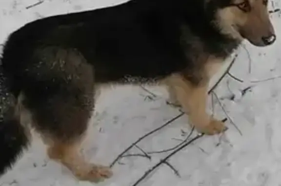 Пропала собака Шницель на ул. Гагарина, 42